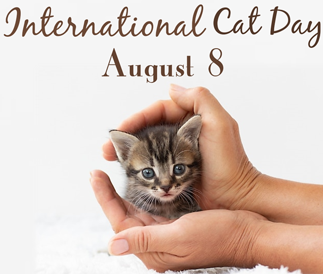 How To Celebrate International Cat Day on August 8, 2025